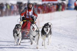 Lenk 2013